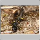 Crabro peltarius - Grabwespe w03 12mm mit Fliege.jpg